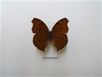 藏品(黯眼蛺蝶)的圖片